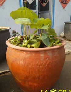 高档老式大缸花盆土缸养鱼古法陶土大缸土陶红缸庭院鱼缸特瓦缸大