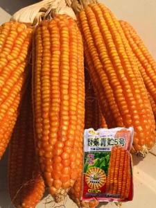 正大999正大619正大659杂交玉米种子大田玉米种籽饲料策群青贮5号