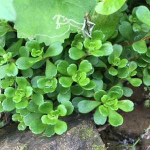 凹叶景天500g野生新鲜草石板菜石板还阳石马苋半支莲马牙菜多肉