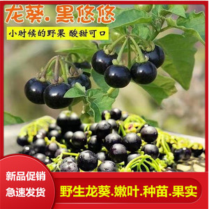 野生龙葵种子农家黑悠悠种苗水果四季阳台盆栽黄种籽紫黑色龙葵果