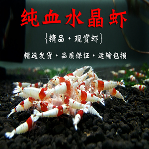 辉煌水晶虾