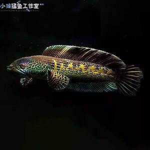 蛇仔鱼