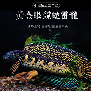 黄金眼镜蛇雷龙鱼蛇头鱼淡水鱼苗凶猛大型肉食性观赏宠物鱼易养活
