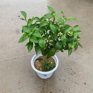 狗牙丁香花盆栽带花庭院阳台四季好养开花植物浓香型花卉白色花朵