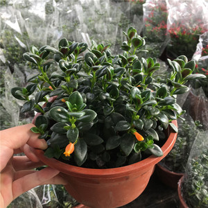 金鱼花吊兰金鱼嘴吊篮金鱼吊篮盆栽花卉室内绿植办公室四季常青