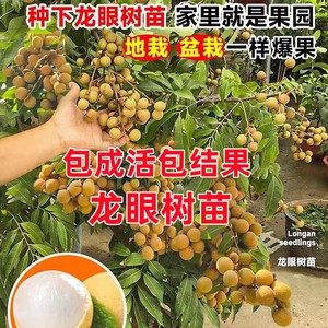 龙眼树苖嫁接盆栽水果树苗储良桂圆石硖南方四季种植地栽当年结果