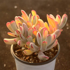 棒叶福娘锦 多肉植物 自然锦 室内阳台趣味花卉组合盆栽 指间园艺