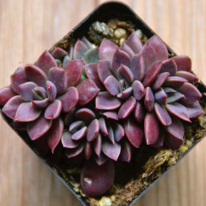 chenhongjuan4856淘宝因地卡多肉植物组合绿植花卉带盆栽大颗好养