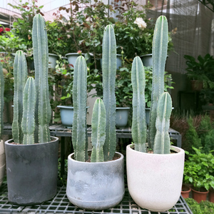 会开花的仙人柱