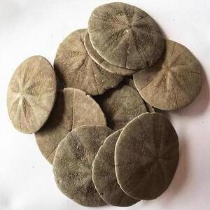 中药材 海金钱500克 金钱子