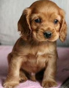 可卡犬幼犬英国