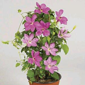 【木眠花园】铁线莲 涅瓦河 大道矮生系 满38元包邮 满百赠一