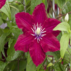 铁线莲玫瑰花园