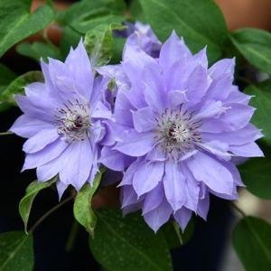 【天盐铁线莲】天盐铁线莲品牌,价格 - 阿里巴巴