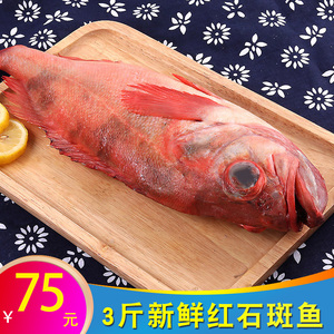 红鱼新鲜冷冻深海鲜活鱼富贵鱼整条红笛鲷大眼鱼红石斑鱼