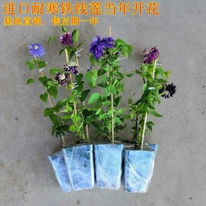 铁线莲爬藤植物