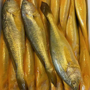 新鲜冷冻东海黄鱼鲜活速冻海鲜水产黄花鱼整条约600g/条顺丰包邮