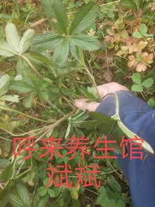中药材新鲜五皮风五爪龙蛇含草五叶梅蛇含委陵菜五匹风现挖
