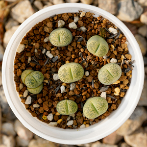 c345a黄绿碧琉璃 生石花整盆巨划算秒杀特价包邮拼盘屁股花屁屁pp