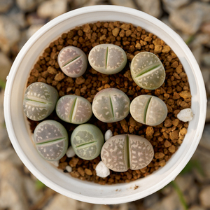 多彩橄榄玉混合生石花整盆巨划算秒杀特价包邮拼盘屁股花多肉屁屁