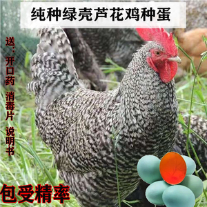 纯种汶上绿壳芦花鸡种蛋受精蛋可孵化高产小鸡柴鸡土鸡受精卵包邮