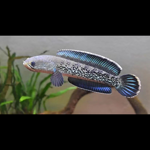 蓝宝石雷龙鱼鬼王雷龙 观赏鱼 精品鳢科中型凶猛鱼顺丰包邮包损