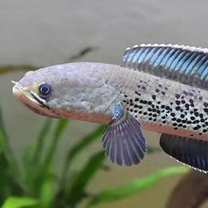 蓝宝石雷龙鱼鬼王雷龙 观赏鱼 精品鳢中型凶猛鱼顺丰中通包邮包损