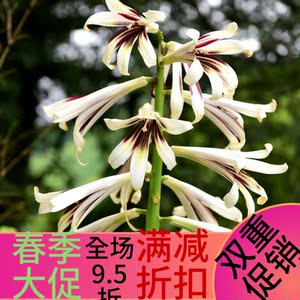 野生心叶百合荞麦叶百合苗阳台庭院盆栽花卉园林绿化工程满包邮