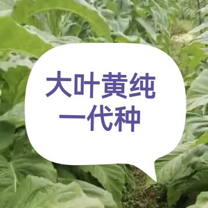 大叶黄烟种亚布力烟种汉烟种子烟叶子大烟籽旱种籽多叶黄kk19烤烟