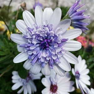 双重双银蓝目菊花苗多年生南非万寿菊糖果玛四季开花阳台花卉盆栽