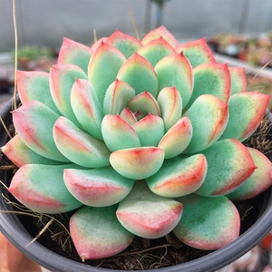 雨燕座 多肉 多肉植物 带盆栽好