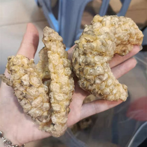 广西北海特大号海刺猬刺龟皮刺豚皮 鱼皮海胆皮水产干货煲汤250克