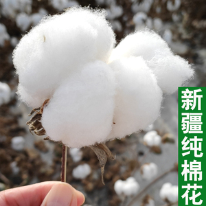 新疆棉花去籽皮棉散装棉花百分百纯天然无添加弹被子棉絮自产自销