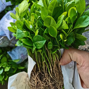 优力克大叶柠檬小苗芽苗幼苗茶枝柑嫁接砧木苗保鲜发货500颗 包邮