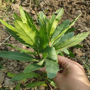 野生萋萋菜种子刺儿菜抢刀菜止鼻血草青青草七七芽小蓟刺草药野菜