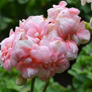 天竺葵直立公主