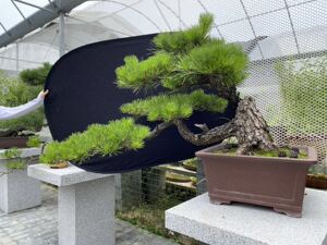 佰花园林1淘宝五针松盆景嫁接苗正宗瑞祥短针矮霸盆栽阳台绿植物