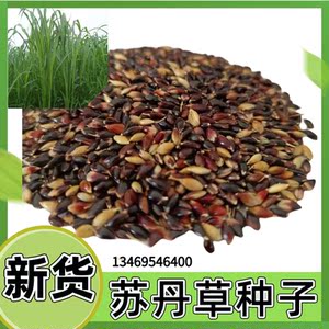 苏丹草种子饲料牛草籽农种树树渔草籽喂鱼的草苏丹草牛羊牧草种子