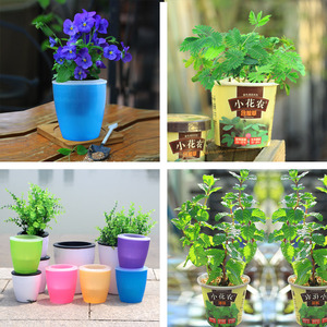 薄荷盆栽植物驱蚊室内客厅小花农迷你小盆栽幼儿园种植小盆栽儿童