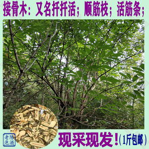 接骨木扦扦活顺筋枝活筋条舒筋树续骨风新鲜现采现发煮水泡脚养生