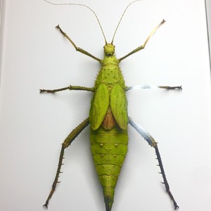 巨扁竹节虫标本heteropteryx-dilatata雌性未展翅原虫叶脩叶子虫