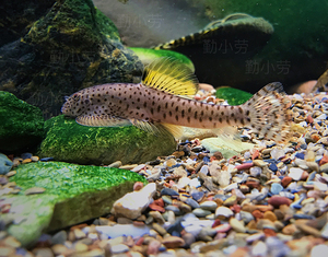 广西方氏吸鳅爬岩鳅拟腹吸鳅冷水原生鱼溪流鱼淡水琵琶除藻吃残渣