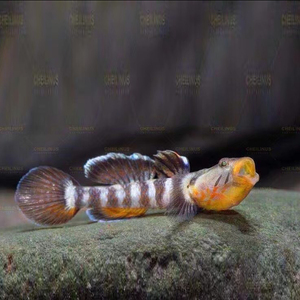 000人付款淘宝纹腮吻虾虎 广西纹腮 虾虎鱼 观赏鱼 溪流冷水鱼 原生鱼