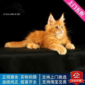 出售健康活体纯种美国缅因猫幼猫橘猫大型缅因猫宠物小猫咪幼崽