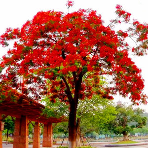 00佰花园林1淘宝蓝花楹树苗珍贵名树庭院园林绿化苗木南方种植观赏