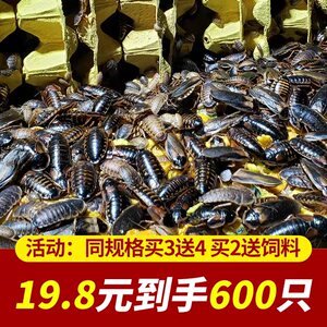 杜比亚蟑螂活虫活体繁殖组爬宠饲料