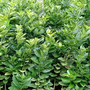 201人付款淘宝香橼树苗 香橼苗 香泡树柚子苗南北方种植盆栽地栽果树