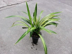 华辉兰苑绿植盆栽兰花墨兰铭品线艺-黄金宇宙殿  60/苗(2苗起拍)