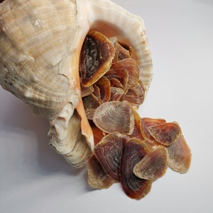 植物炼金术 甲香 螺厣口盖脉红螺合香制香原料