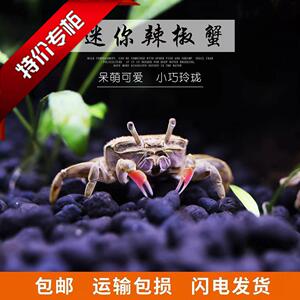辣椒蟹迷你蟹观赏蟹活体宠物螃蟹吃虫除藻淡水蟹鱼缸爬行底栖动物